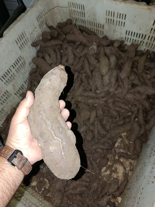 Vendo batata doce bio