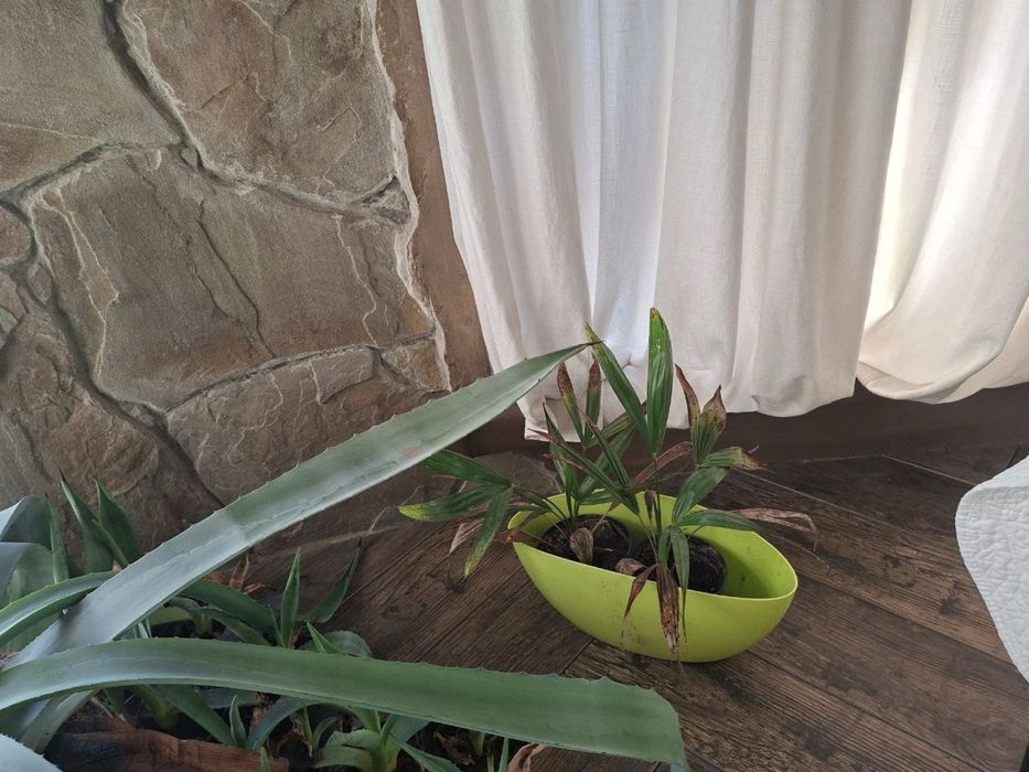 Агави різни розмірів