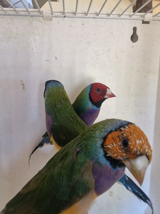 Diamantes de Gould