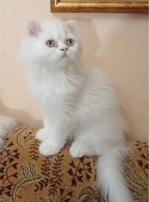 Чудові кошенята. Хлопчики і дівчатка