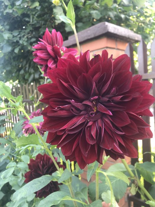 Корені великоквіткових жоржин