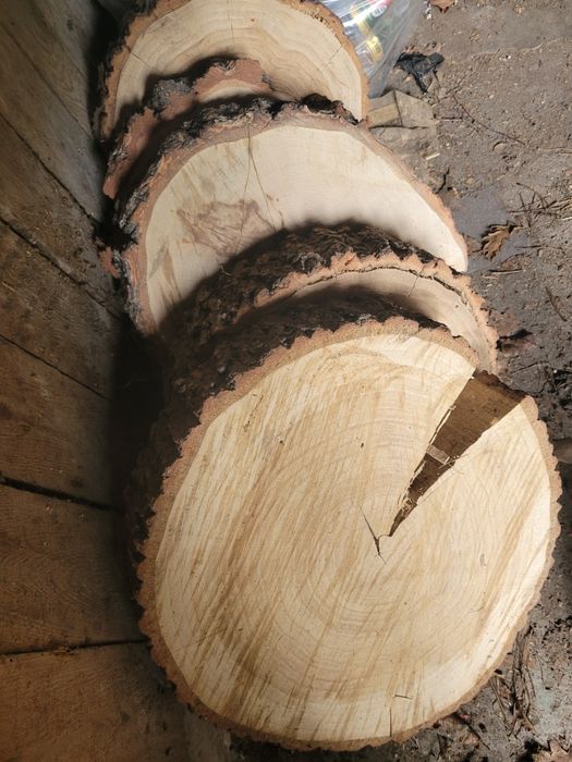 Plastry krążki dębowe bukowe 10-45cm