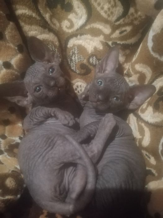 Дівчатка і хлопчики канадського сфінкса