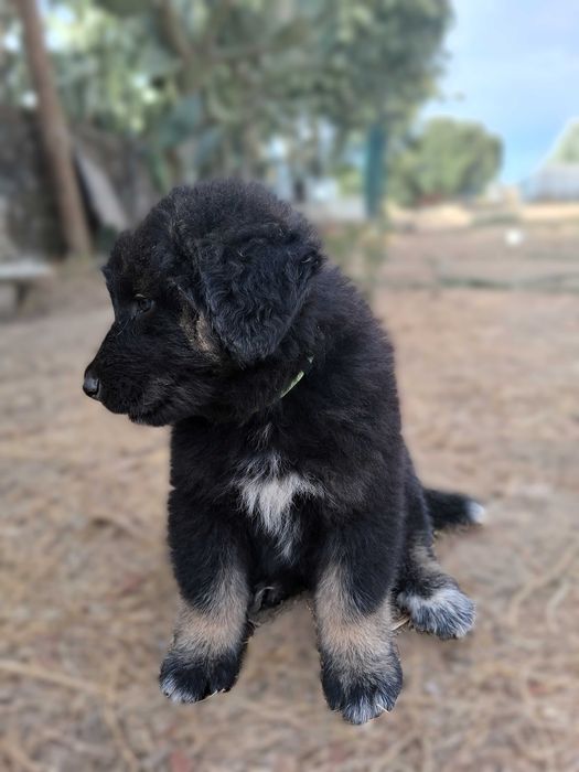 Cão Serra da Estrela LOP