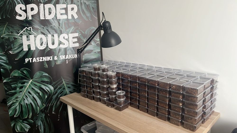 Avicularia minatrix L2