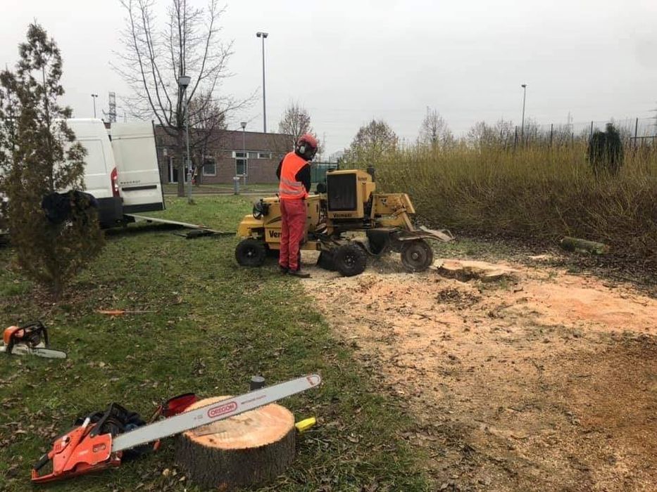 Wycinka drzew, pielęgnacja drzew, pielęgnacja ogrodów. Wlkp.