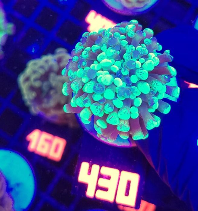 Euphyllia paraancora Grafted 1h (430) [Koralowiec LPS]