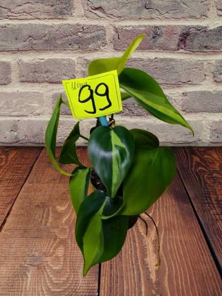 Філодендрон Бразіл