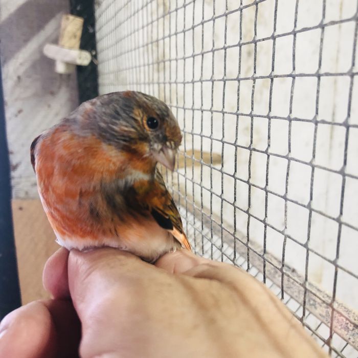 MESTIÇOS DE CHAMARIZ 2022/2023