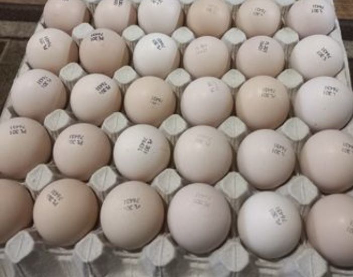 Яйцо инкубационное РОСС 308