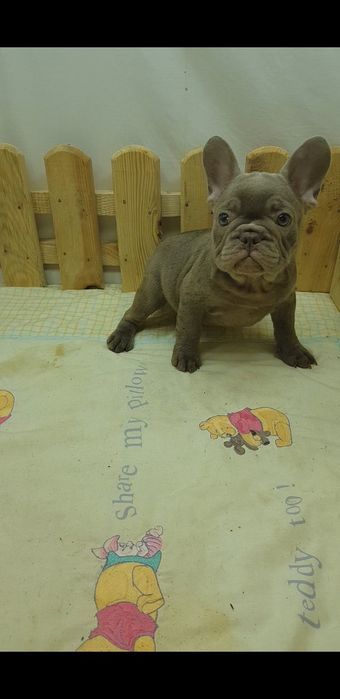 Продажа французского бульдога