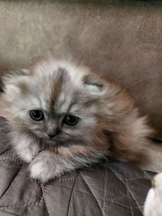 Очаровательный котик.