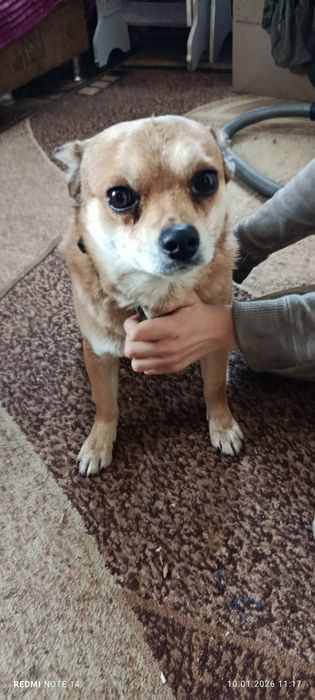 Продам щенков чихуахуа привиты документы в порядке  цена 5000 гр.