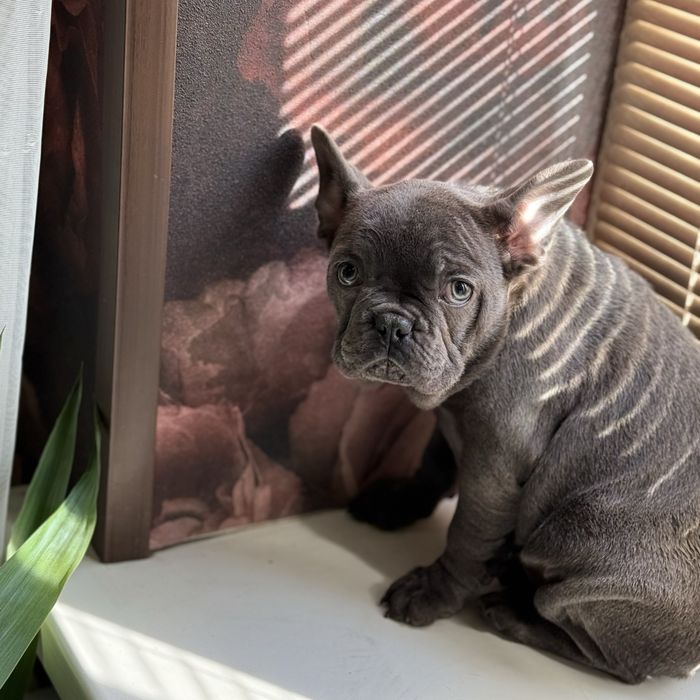 Серая милашка ищет себе новую семью:)