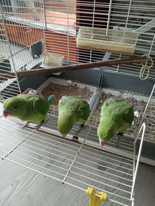 Ring necks domesticados