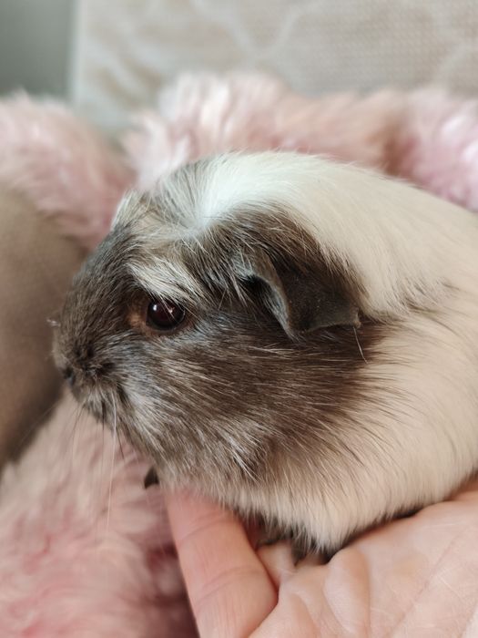 Świnka morska samica Magpie