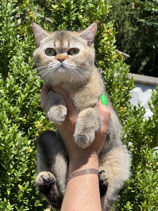 Шикарний котик в плюшевій шубці золота тікірована  шиншила