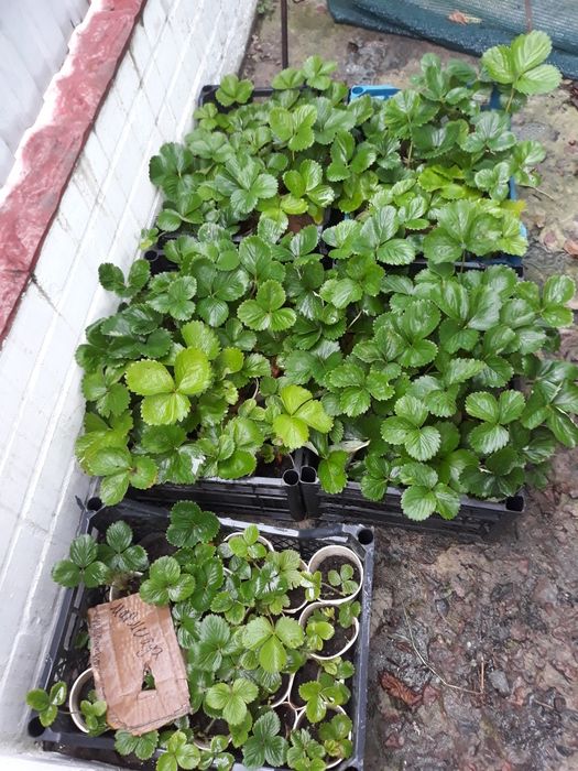 Прикроватні тумбочки.