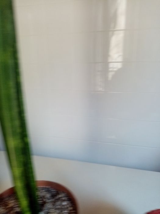 Vaso de planta com e espada de s Jorge