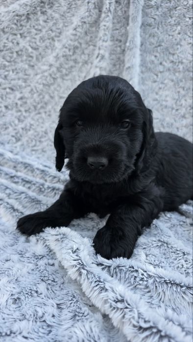 Dziewczynka cocker spaniel angielski