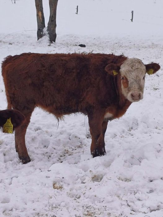 Sprzedam odsadki i byka 100 angus