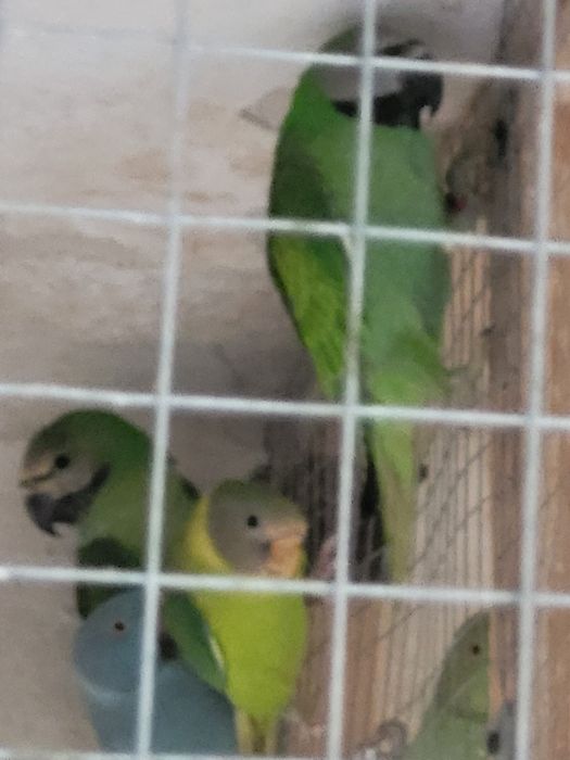 Aleksandrty obrozne 2025