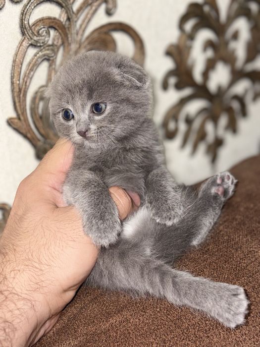 Котята Шотландські