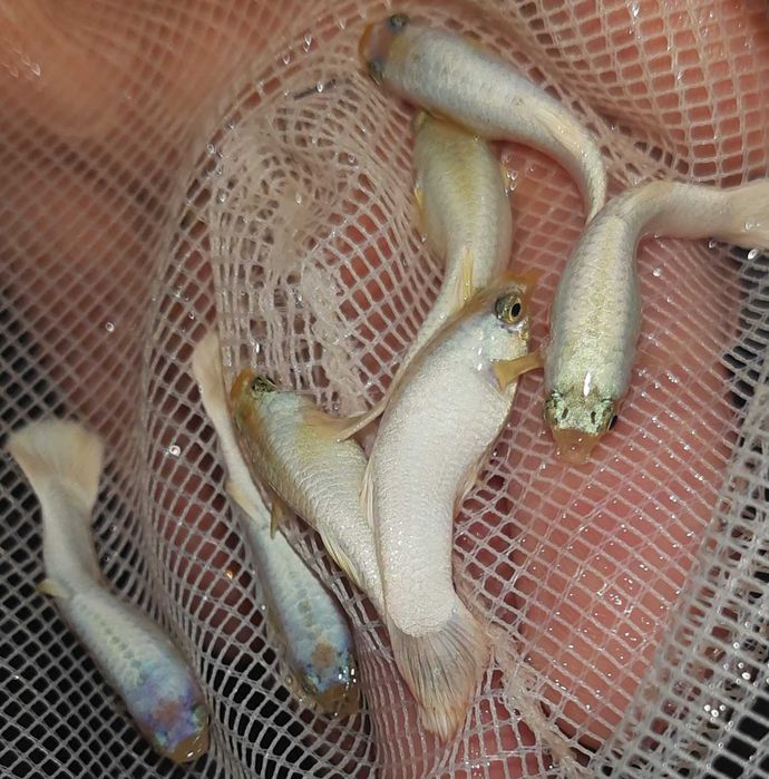 Gupik odmiana WHITE - Poecilia reticulata - dowozimy, wysyłamy