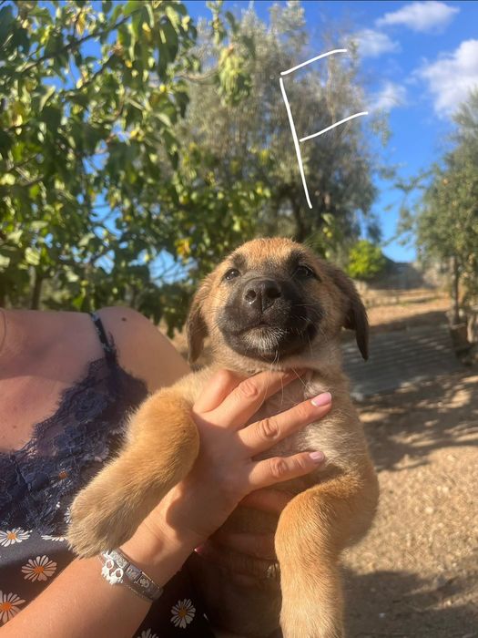 Cães de 4 meses M & F