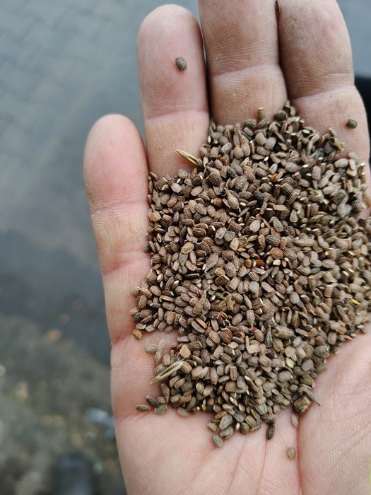 Seladera , saladera  zbiór 2025