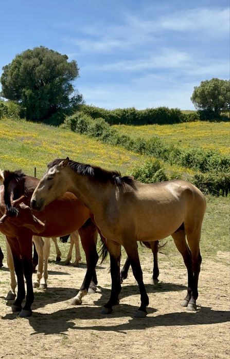 Young Lusitano Horses
