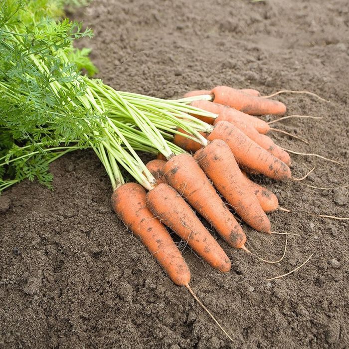 Продам моркву, натуральна! Безкоштовна доставка