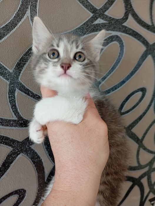 Котята Британские (метисы)