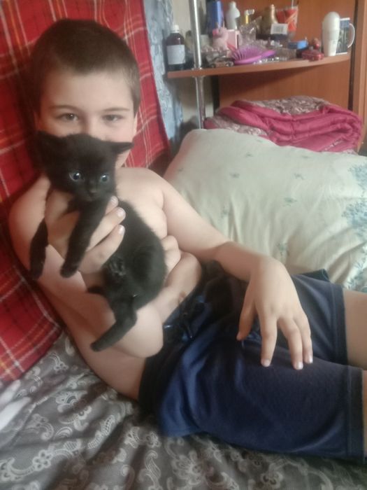 Котята ищут своих хозяев