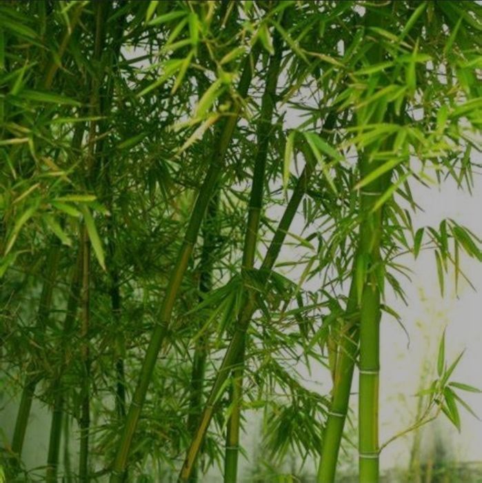 Bambus Phyllostachys Vivax Huangwenzhu drzewiasty sadzonka