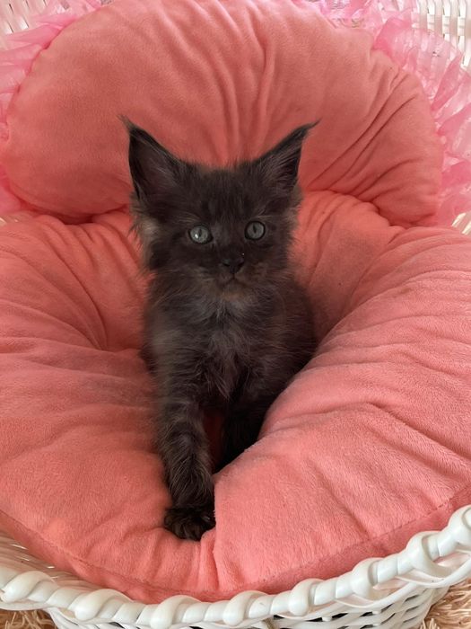 Котики породи Мейн Кун