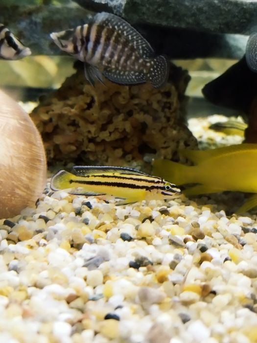Julidochromis marksmithi tanganika 2