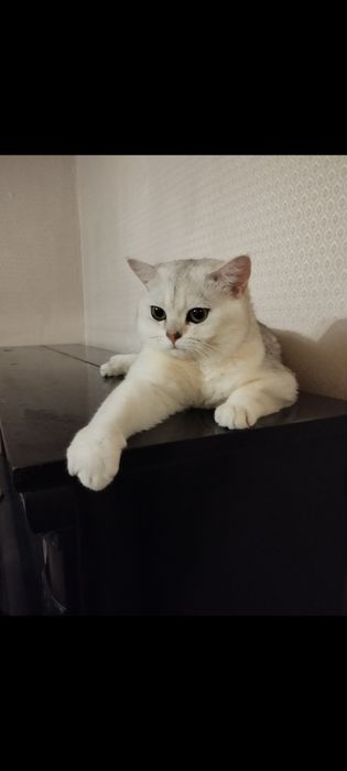 Вязка прямоухого шотландца