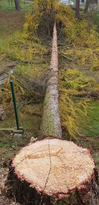 Wycinka Trudnych drzew , karczowanie działek , zrębkowanie gałęzi .