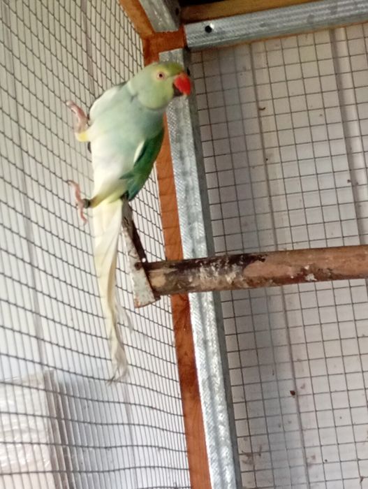 Samica aleksandretty gł-og 20r