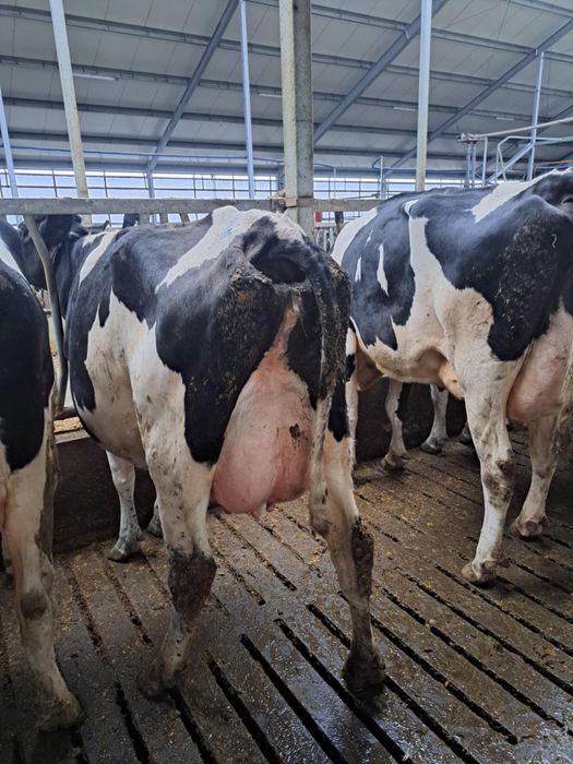 Sprzedam pierwiastki