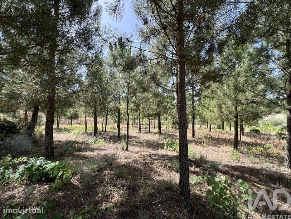 Terreno em Sernancelhe e Sarzeda de 44527,00 m2