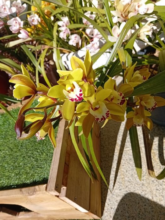 Orquidea duas cores