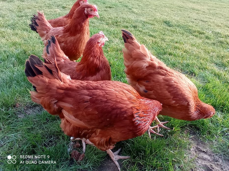 Kury nioski Rossa młode kokoszki leghorn zielononóżki na jajko