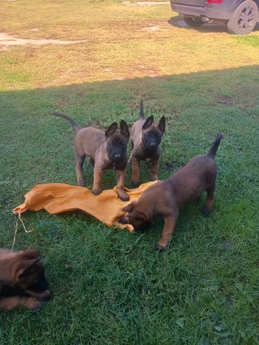 Owczarek Belgijski Malinois