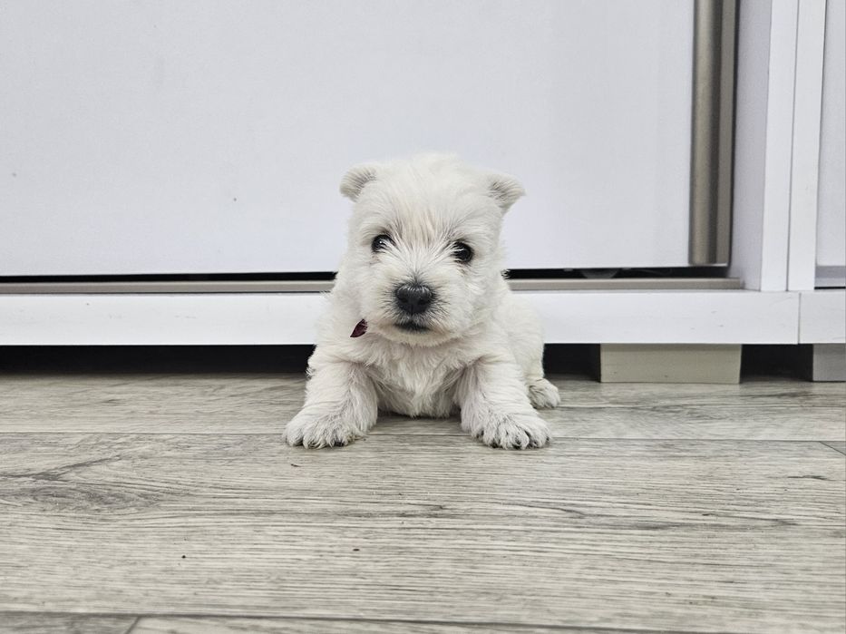 West Highland White Terrier