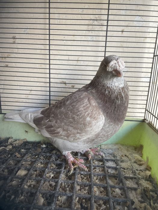 Gołębie staropolskie