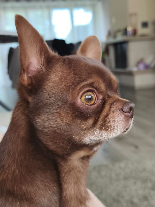 Вʼязка чихуахуа хлопчик 8 років шукає подругу