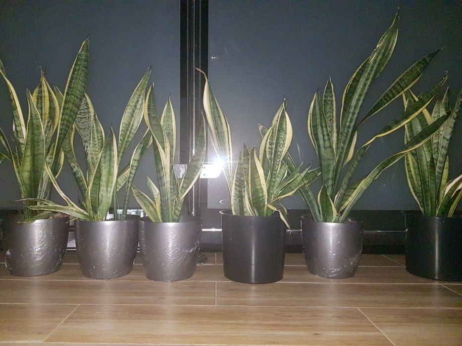 Kwiat Sansewieria gwinejska 4 szt. I dracena