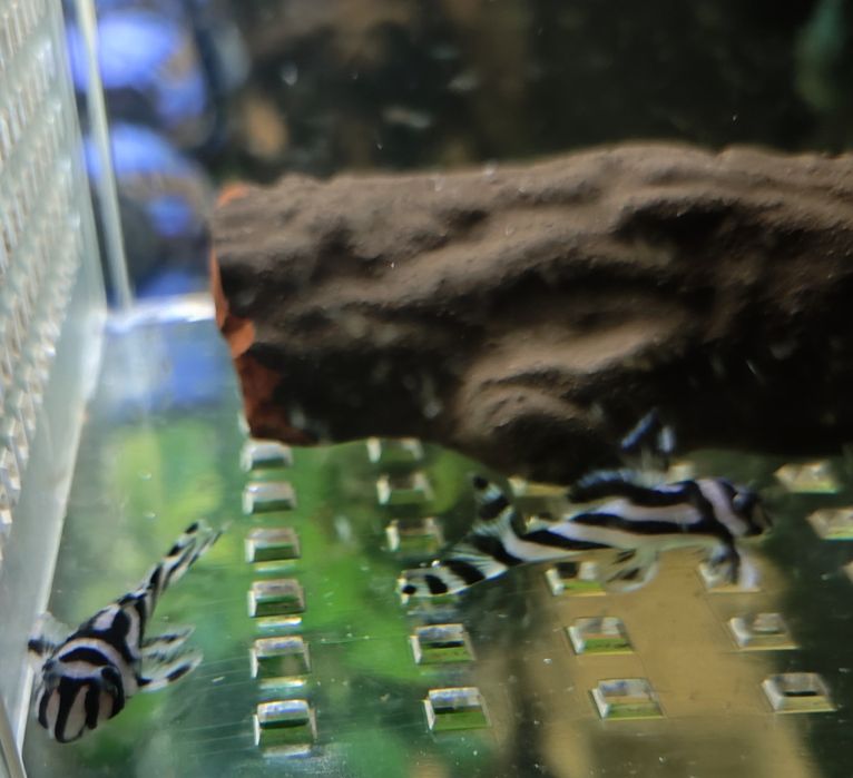 Zbrojnik zebra (Hypancistrus zebra)- L46  od 3 do 3.5cm.